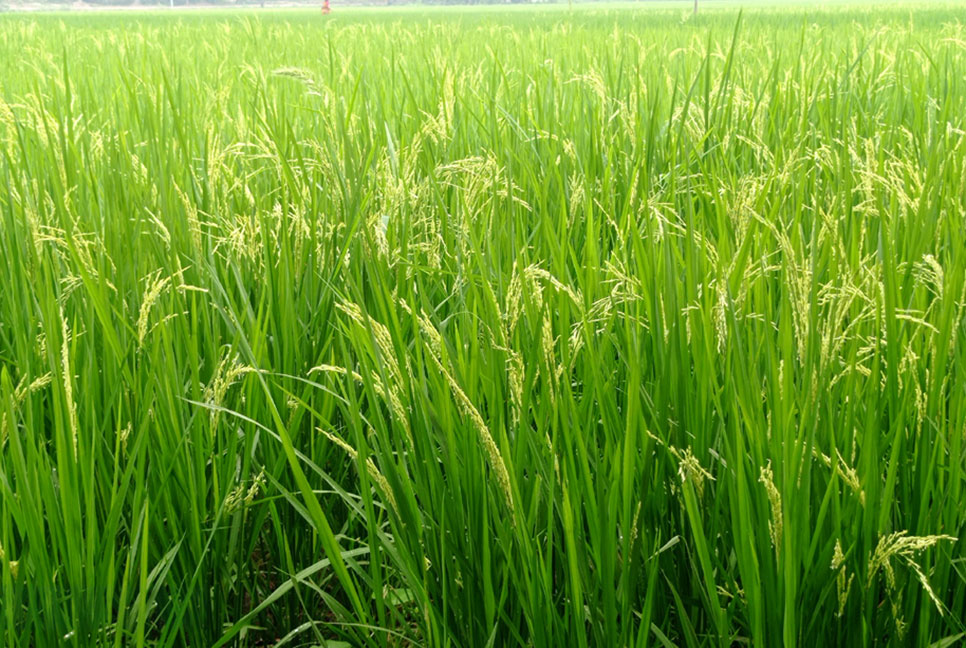 নওগাঁর মাঠে মাঠে সবুজের সমারোহ 