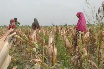 কুড়িগ্রামে ভুট্টা ক্ষেতে ব্লাস্ট রোগের আক্রমণ, আতঙ্কে কৃষক