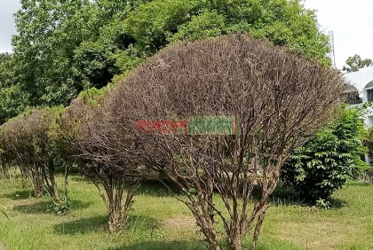 অরণ্য বৈচিত্র্য হারাচ্ছে ইসলামী বিশ্ববিদ্যালয়