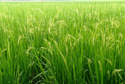 নওগাঁর মাঠে মাঠে সবুজের সমারোহ 