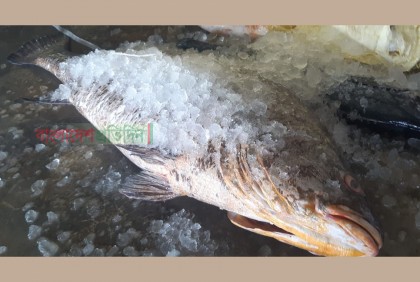 জেলের জালে ২৭ কেজির পোপা মাছ, দাম ৭ লাখ টাকা