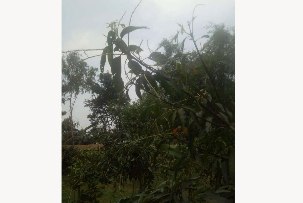 ৭৬ কিলোমিটার বেগের ঝড়ে হাড়িভাঙ্গা
আম চাষিদের স্বপ্নে হোঁচট 
