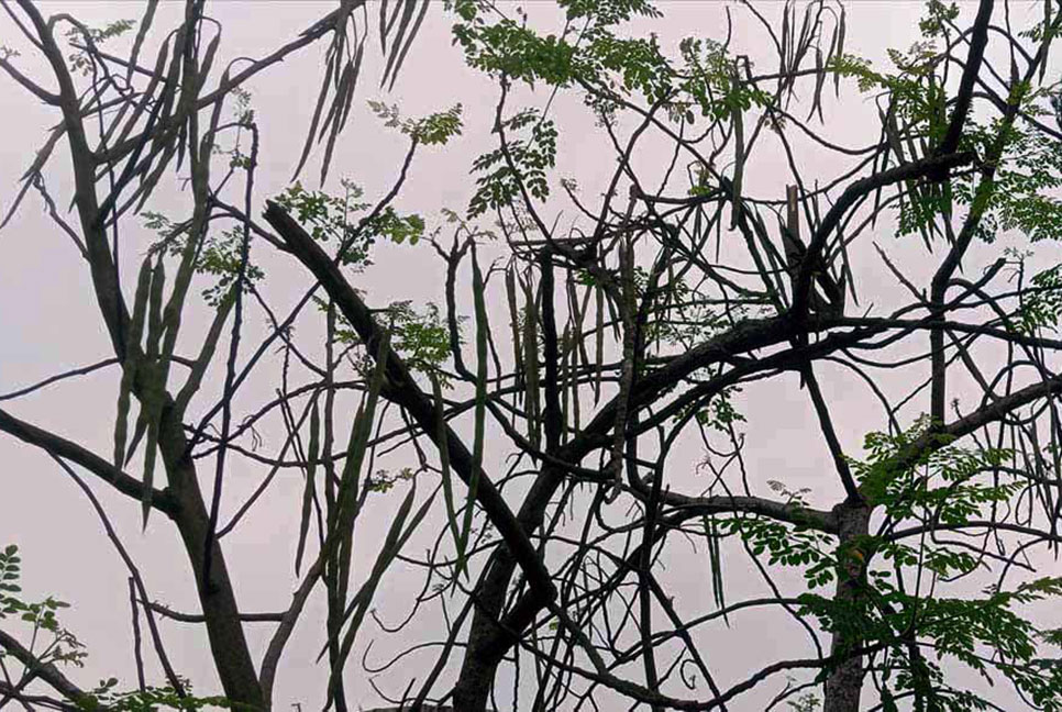 চিরিরবন্দরে পুষ্টিগুণে ভরপুর সজিনার বাম্পার ফলন