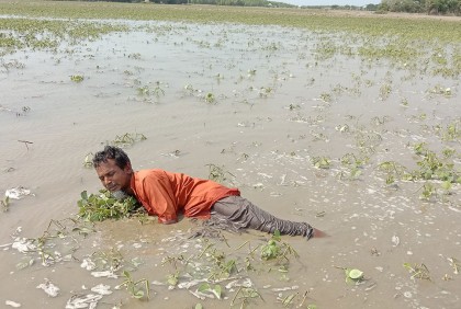বাঁধ কেটে দেওয়ার অভিযোগ, ডুবে গেছে ১৭  একর জমির মুগডাল