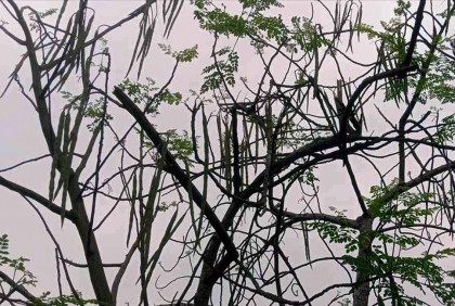 চিরিরবন্দরে পুষ্টিগুণে ভরপুর সজিনার বাম্পার ফলন