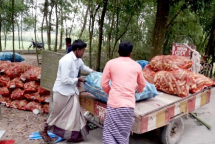 বীরগঞ্জে 
দাম না পাওয়ায় হতাশ শসা চাষীরা 