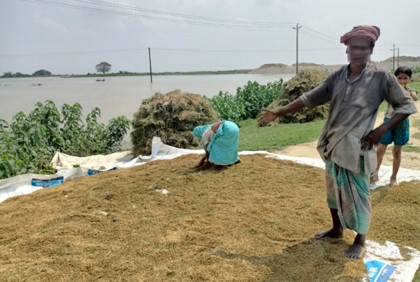 'হাওরের ৪১ শতাংশ বোরো ধান কাটা শেষ'

