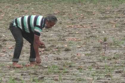 কুড়িগ্রামে হঠাৎ বৃষ্টিতে উঠতি আলু নষ্ট