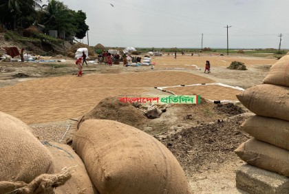 বাঁধ ভাঙার ভয়ে আধা পাকা ধান কাটছেন কৃষক, বিক্রি হচ্ছে ‘পানির দরে’

