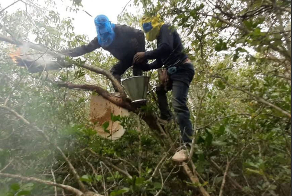 সুন্দরবনে মধু না পেয়ে বাড়ি ফিরছেন মৌয়ালরা