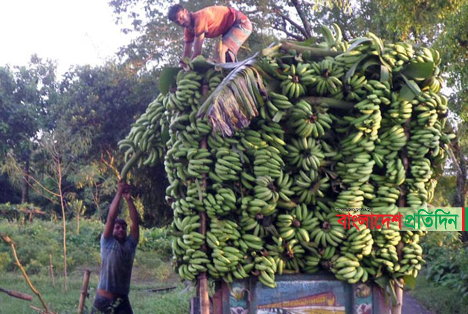 কলা চাষে ভাগ্যবদল কয়েক হাজার কৃষকের