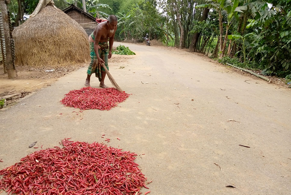 নালিতাবাড়ীতে মরিচ নিয়ে ব্যস্ততা কৃষকদের