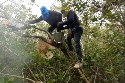 সুন্দরবনে মধু না পেয়ে বাড়ি ফিরছেন মৌয়ালরা