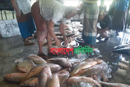 এক জালে ধরা পড়ল ১৫ মণ ওজনের ১২০টি লাল কোরাল