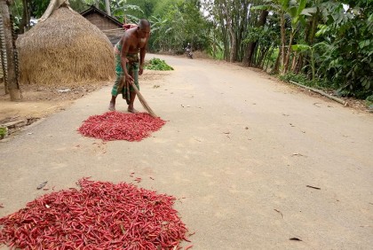 নালিতাবাড়ীতে মরিচ নিয়ে ব্যস্ততা কৃষকদের