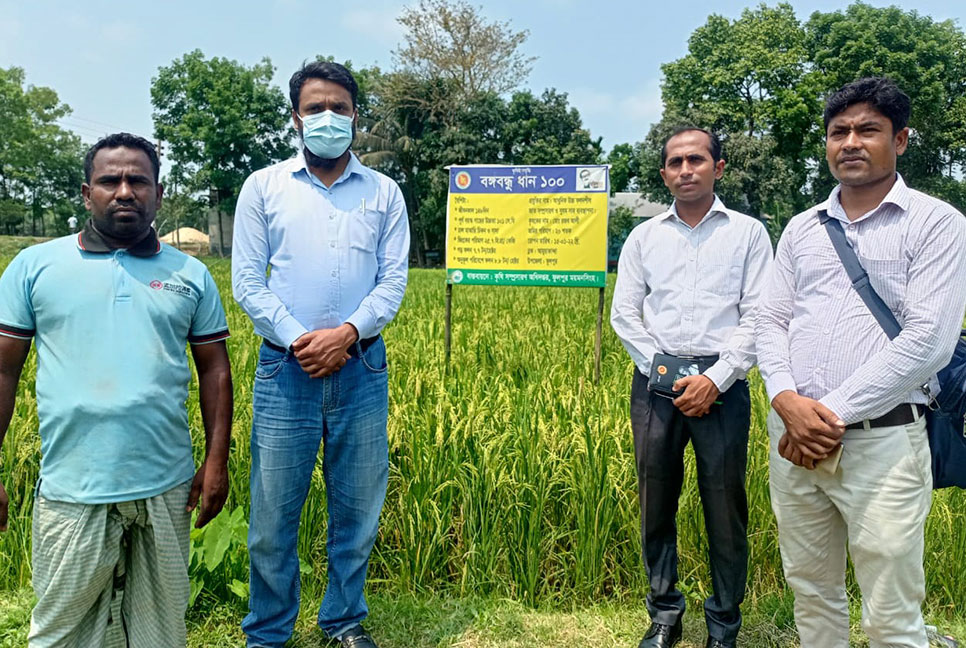 ফুলপুর মাঠে শোভা পাচ্ছে বঙ্গবন্ধু ধান ১০০