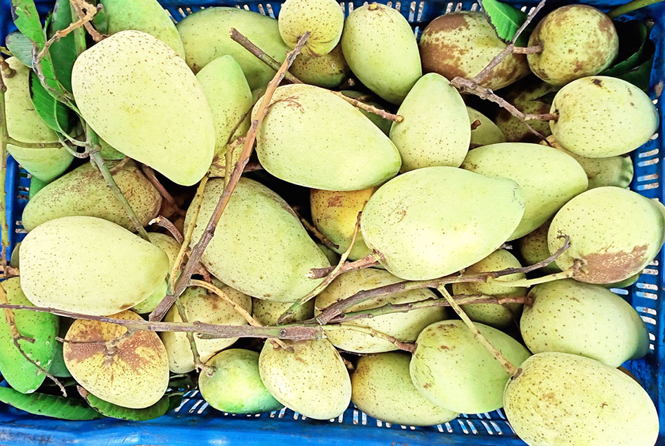 অসময়ে মিলছে নওগাঁর আম