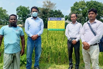 ফুলপুর মাঠে শোভা পাচ্ছে বঙ্গবন্ধু ধান ১০০