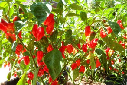 ঝালের জন্য বিশ্বখ্যাত সিলেটের ‘নাগা মরিচ’