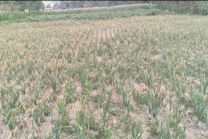কিশোরগঞ্জে বছরব্যাপী চাষ হচ্ছে বারি পেঁয়াজ-৫