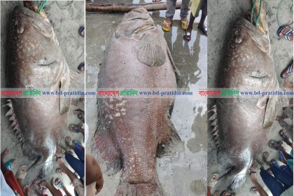 সেন্টমার্টিনে জালে ধরা পড়ল দেড়শ কেজি ওজনের বোল মাছ

