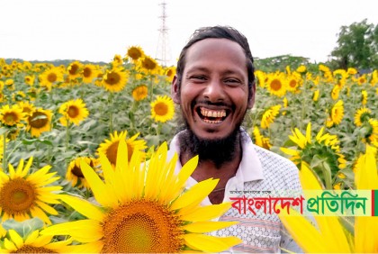 কলাপাড়ায় সূর্যমুখী চাষে বাড়ছে আগ্রহ