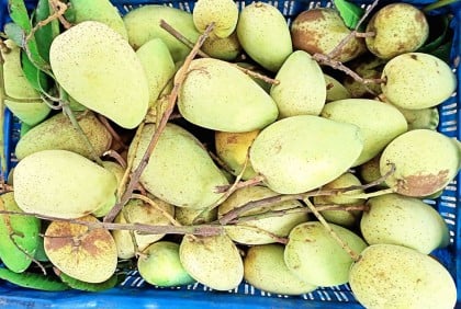 অসময়ে মিলছে নওগাঁর আম