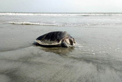 কুয়াকাটা সৈকতে ভেসে এলো অর্ধগলিত মৃত কচ্ছপ