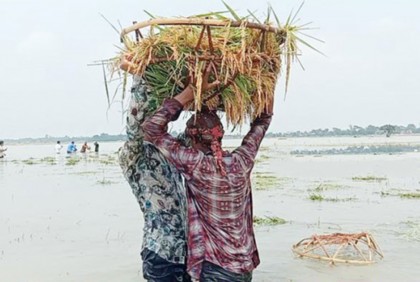 ছায়ার হাওরের বাঁধ ভেঙে তলিয়ে যাচ্ছে ৩ জেলার ধান

