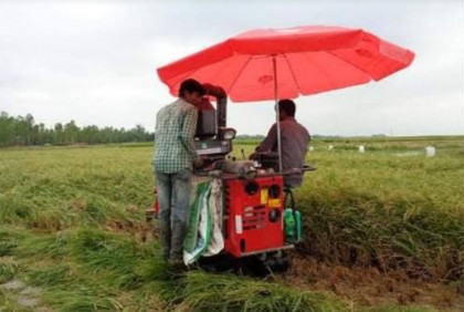 হবিগঞ্জে বোরো ধানের বাম্পার ফলন, ব্যস্ত কৃষক
