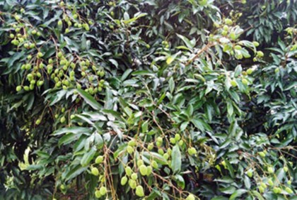 বৃষ্টিতে স্বস্তি ফিরেছে লিচু চাষিদের