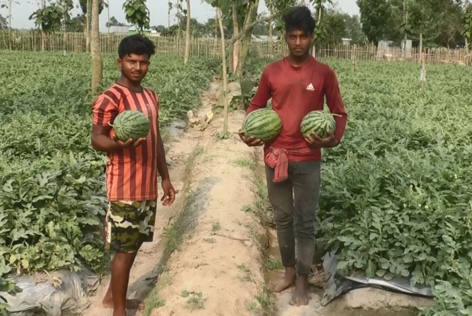 হলুদ তরমুজে কৃষক খলিল মিয়ার বাজিমাত!