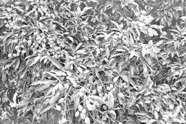 বৃষ্টিতে প্রাণ ফিরেছে লিচু বাগানে