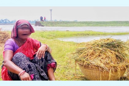 হাওরে ফসলহারা হাজারো কৃষকের আর্তনাদ
