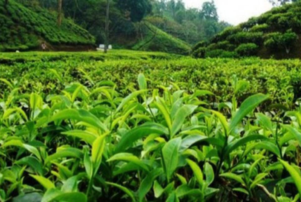 বন্য শূকরের কামড়ে চা শ্রমিকের মৃত্যু, আহত ১