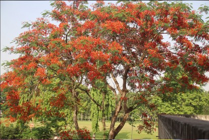 কৃষ্ণচূড়া ফুলে রঙিন ইবি ক্যাম্পাস