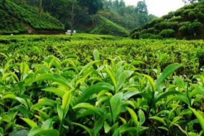 বন্য শূকরের কামড়ে চা শ্রমিকের মৃত্যু, আহত ১