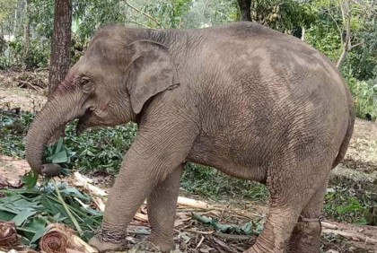 লাইসেন্সবিহীন হাতি নিয়ে গ্রেফতার ১