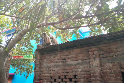 খাবারের সন্ধানে লোকালয়ে হনুমান