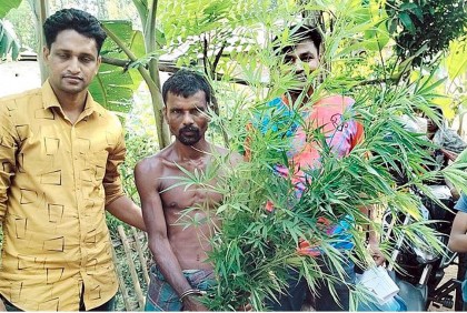 বগুড়ায় নার্সারির আড়ালে গাঁজা চাষ 