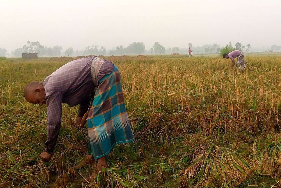 বগুড়ায় কৃষকের মুখে হাসি, ঘরে উঠছে সোনালি ফসল