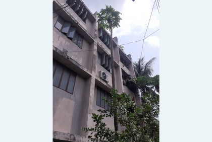 চারতলা ভবনের সমান পেঁপে গাছ!

