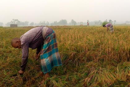 বগুড়ায় কৃষকের মুখে হাসি, ঘরে উঠছে সোনালি ফসল