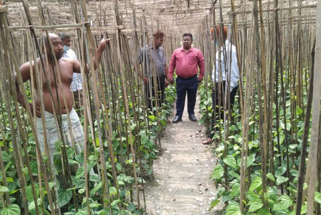 ভাগ্য বদলের স্বপ্ন দেখছেন 
খানসামার ৩০ পানচাষি