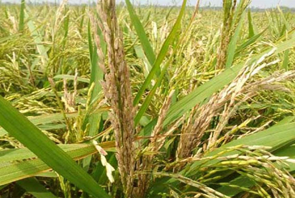 হাওরে ব্রি ২৮ ধানে চিটা, কৃষকের ঈদ আনন্দ ম্লান