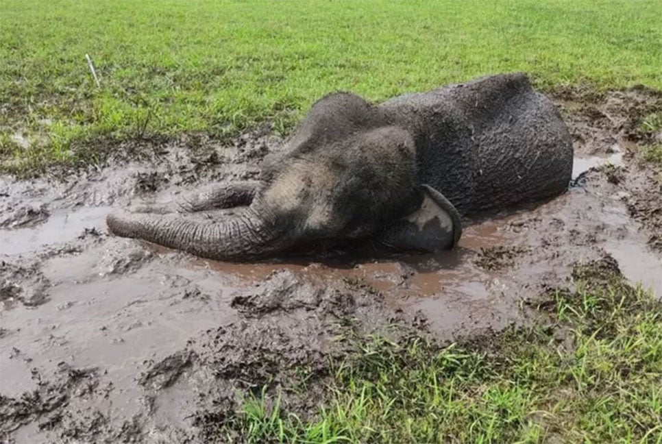 ১০ ঘণ্টা পর কাদায় আটকে যাওয়া বন্য হাতি উদ্ধার
