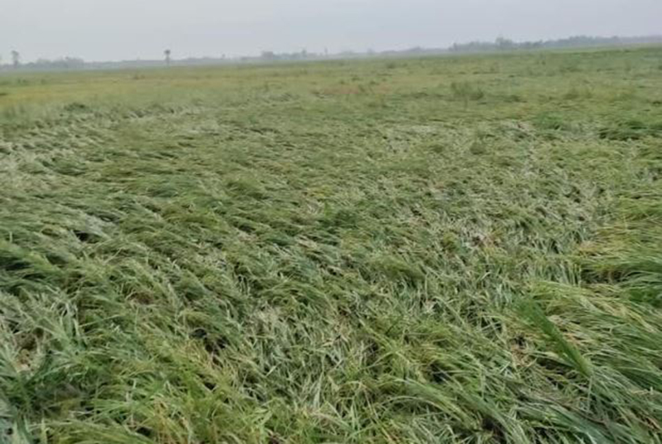 জয়পুরহাটে ঝড়ে ব্যাপক ক্ষয়ক্ষতি, নিহত ১