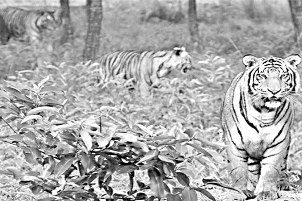 সুন্দরবনে সর্বোচ্চ সতর্কতা
