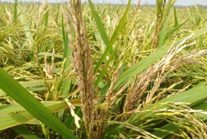 হাওরে ব্রি ২৮ ধানে চিটা, কৃষকের ঈদ আনন্দ ম্লান