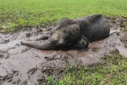 ১০ ঘণ্টা পর কাদায় আটকে যাওয়া বন্য হাতি উদ্ধার